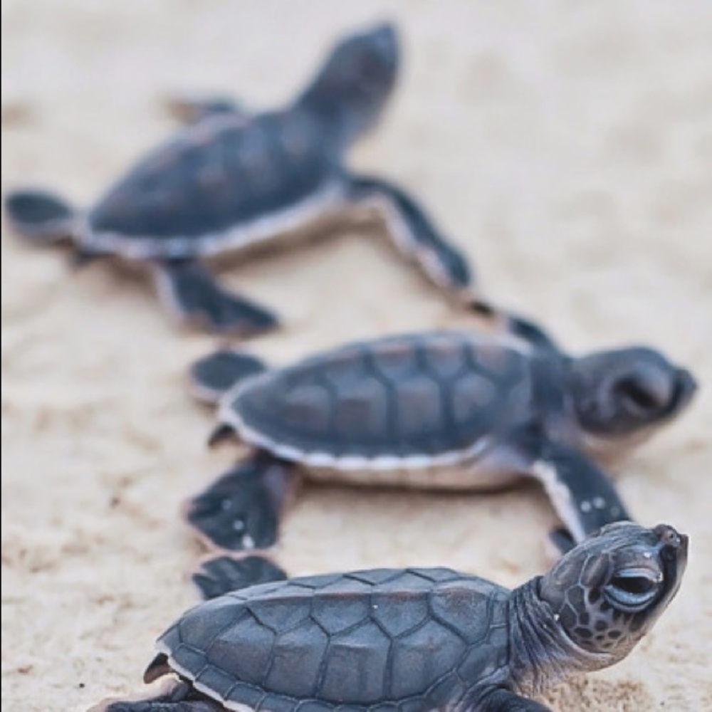 Meet your Posher, Ava